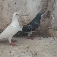 کبوتر پلاکی
