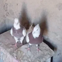 باسلام کبوتر طوقی نر ماده