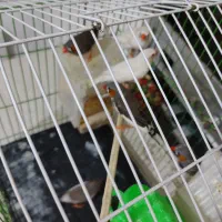 پرنده|پرنده|پردیس, فاز ۸|دیوار