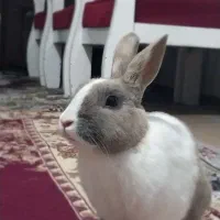 یک عدد خرگوش بامزه و رام ،آروم و باهوش