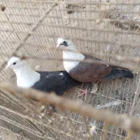 یک جفت کله سفید|پرنده|سبزوار, قصبه اب یمین|دیوار