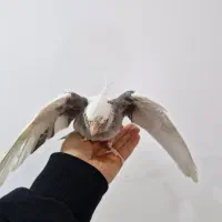 عروس وایت فیس  نر ۴ ماهه|پرنده|رشت, پاستوریزه|دیوار