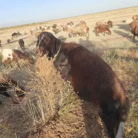 قوچ افشاری|حیوانات مزرعه|عطاملک, |دیوار