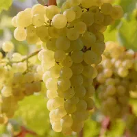 پیش فروش نهال انگور سفیدبیدانه|خدمات باغبانی و درختکاری|چنگ الماسی, |دیوار