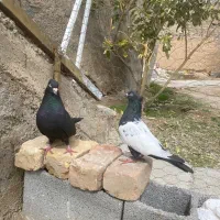 کفتر سینه|پرنده|مرودشت, شهرک مهدیه|دیوار