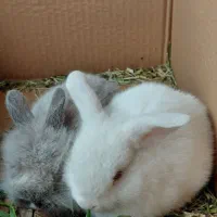 توله لوپ پشمالو چشم رنگی