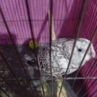 عروس هلندی ایزابلا دستی