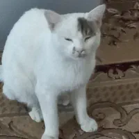 فروش|گربه|زاهدان, |دیوار