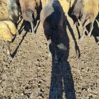 سیاه دم دراز بشرط دوقوزا سنگین آبستن سینه کرد