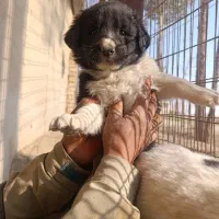 واگذاری توله سگ قدرجونی قهدریجانی|سگ|شاهین‌شهر, برخوار غرب|دیوار