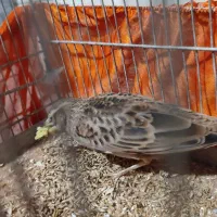 جوجه سهره قناری|پرنده|اردبیل, |دیوار