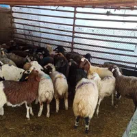 عرضه گوسفند مغانی کردی افشاری زنده .|حیوانات مزرعه|تهران, آذربایجان|دیوار