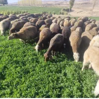 گوسفند گوشتی|حیوانات مزرعه|سنقر, |دیوار