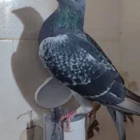 نرسیلور|پرنده|زهک, |دیوار