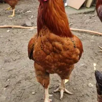 خروس مرغ لاری