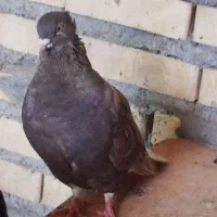 چند عدد کبوتر