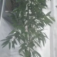 گل آمستل کینگ سرحال بزرگ