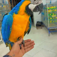 انواع پرندگان زینتی