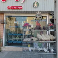 طوطی کبوتر و مرغ و خروس  قربانی