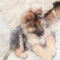 ژرمن شولاین اصیل|سگ|مشهد, طرق|دیوار