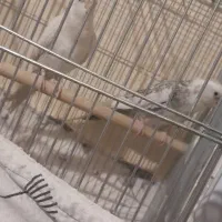 یک جفت عروس هلندی آماده|پرنده|فردیس, شهرک شهید حسینی|دیوار