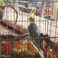 عروس هلندی|پرنده|رشت, فخب|دیوار