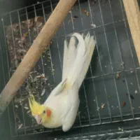عروس هلندی