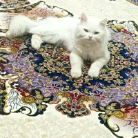 گربه پرشین ماده