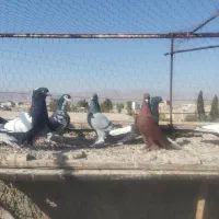 کبوتر.کفتر رنگی|پرنده|فسا, |دیوار