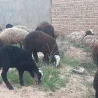 میش اصیل شال (گوسفند) بره دار