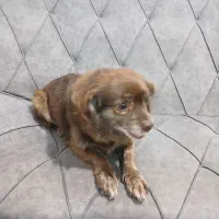 سگ پاکوتا|سگ|گرگان, |دیوار