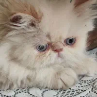 پرشین سوپرفلت ماده|گربه|کرمانشاه, |دیوار