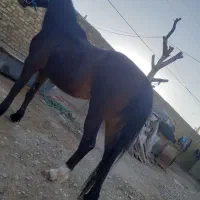 یک راس اسب مادیان ، آبستن ، همه چیز تمام