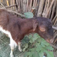 کیسه آبستن ۹۰۰۰۰۰۰|حیوانات مزرعه|جیرفت, |دیوار