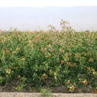 فروش-زمین-پسته-بارده