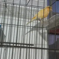 جفت قناری کار داده|پرنده|کرمان, |دیوار