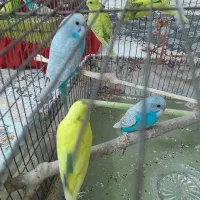 مرغ عشق دونه ای ۱۳۰|پرنده|قزوین, |دیوار