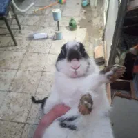 خرگوش خارجی|موش و خرگوش|قم, علی آباد|دیوار