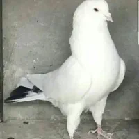 کبوتر بعد ظهری