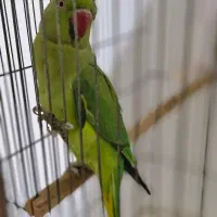 طوطی ملنگو|پرنده|برازجان, |دیوار