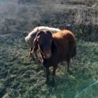 قوچ|حیوانات مزرعه|مریوان, |دیوار