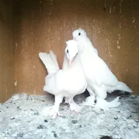 کبوتر، راعبی ، رواعب. حتما بخونید