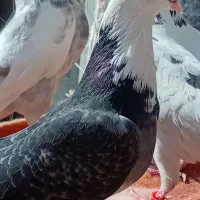 ی ماده بدرد بخور از نسل کبوتر ایرانی