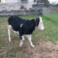 لیشه سیمینتال