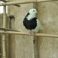 کفتر طوقی 3تا یکجا