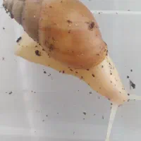 حلزون مولد یک ساله|خزنده|اصفهان, شمس آباد|دیوار