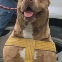 پیتبول نر دوسال و هشت ماه