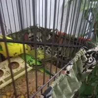 مرغ عشق|پرنده|محمدشهر, محمدشهر|دیوار