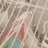 مرغ عشق نر|پرنده|شیروان (خراسان), |دیوار