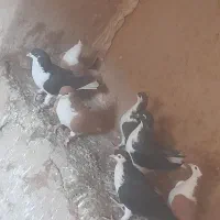 ۷عدد سده فروشی|پرنده|هلالی, |دیوار